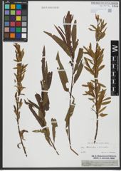 Foto von Salix triandra L. x Salix viminalis L.